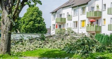 Tree Service Logan