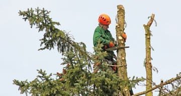Tree Removal Logan