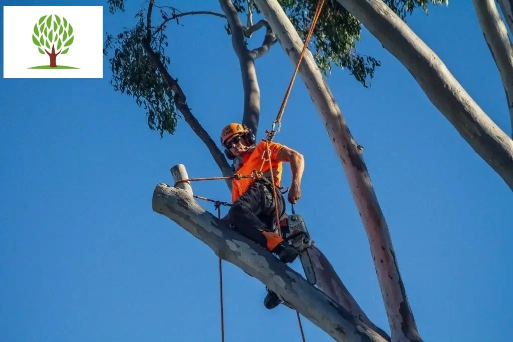 Kenmore Hills Tree service Tree Lopping Logan Co 10 Arborist Regents Park