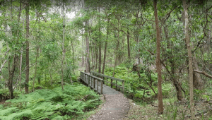 Springwood Conservation Park