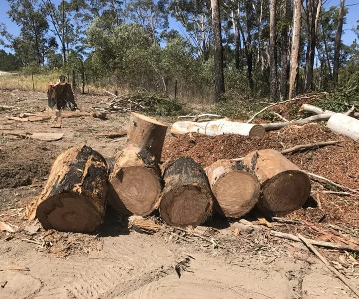 Tree removal Beenleigh