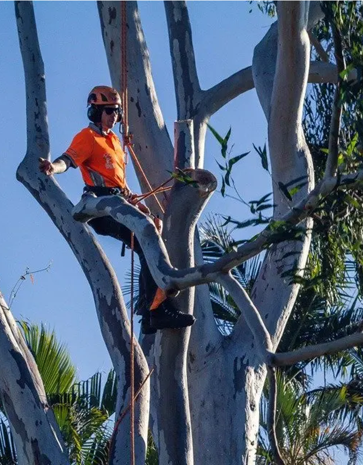 Tree Lopping Logan Co - Tree Removal Service Experts